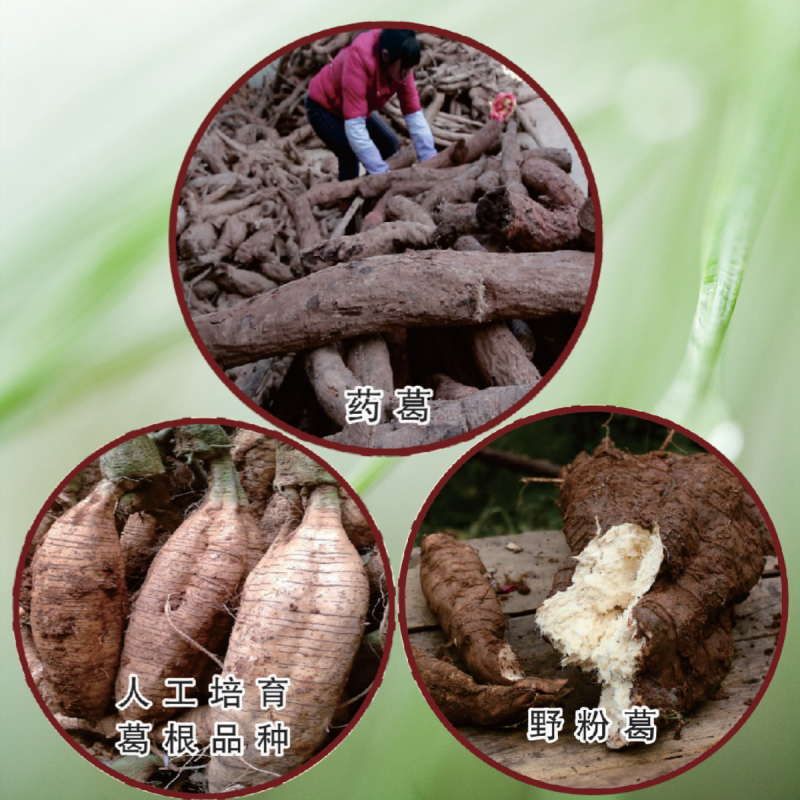 1752825826255294.png 葛根的分布_副本.png