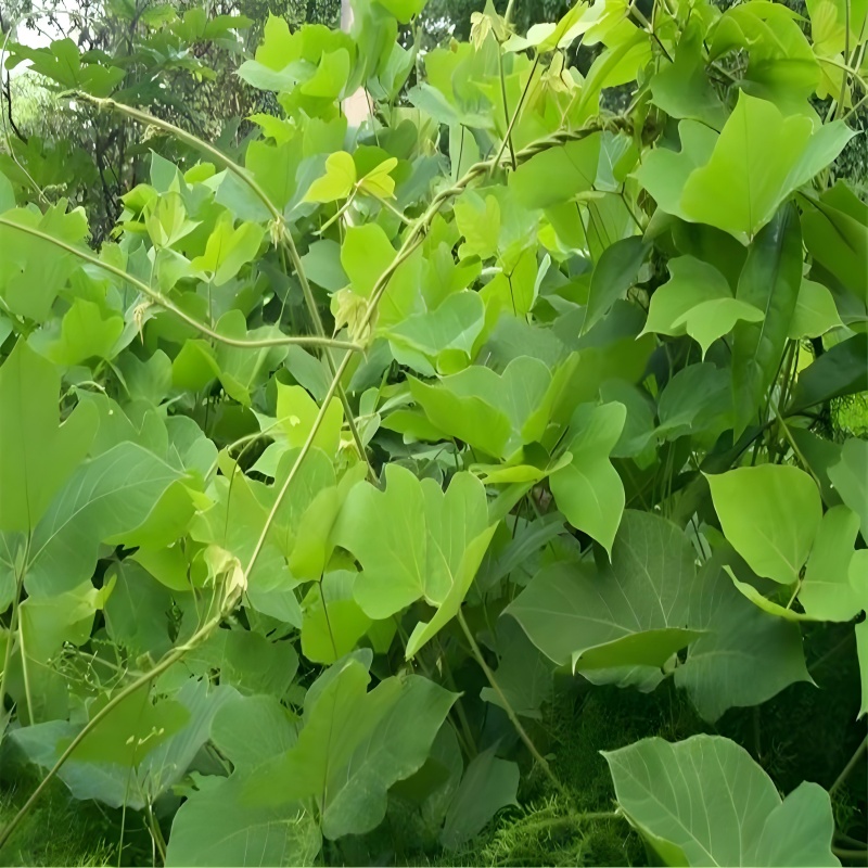 1756112912431231.jpg 野生葛根藤圖.jpg