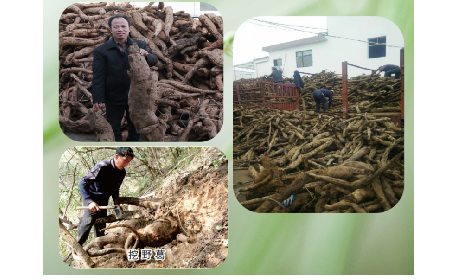 一勺野生葛根粉里的「古今對話」，從古籍記載到現(xiàn)代餐桌的清涼傳承