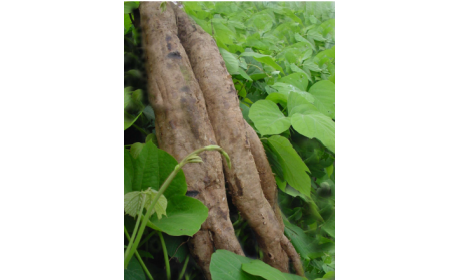 吃了這么多年的野生葛根粉，你吃對(duì)了嗎？