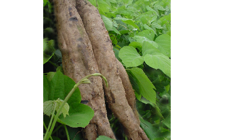 長期吃葛粉是養(yǎng)生還是傷身？科學(xué)解讀它的三大益處，讓你吃得更明白！