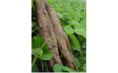 正宗的野生葛根粉，本質(zhì)是淀粉嗎？探秘千年本草中的自然饋贈(zèng)
